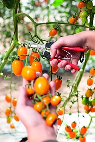 FELCO F322 Garden Snips 9.84" with Curved Blade & Rounded Tip | Carbon Steel Pruning Shears for Gardening thumbnail 2