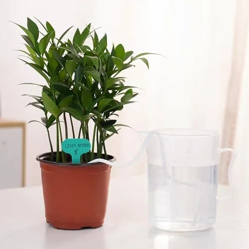 ORIMERC 30 feet 1/8 inch Self Watering Capillary Wick Cord for Plants | DIY Hydroponic & Auto Watering System thumbnail 3