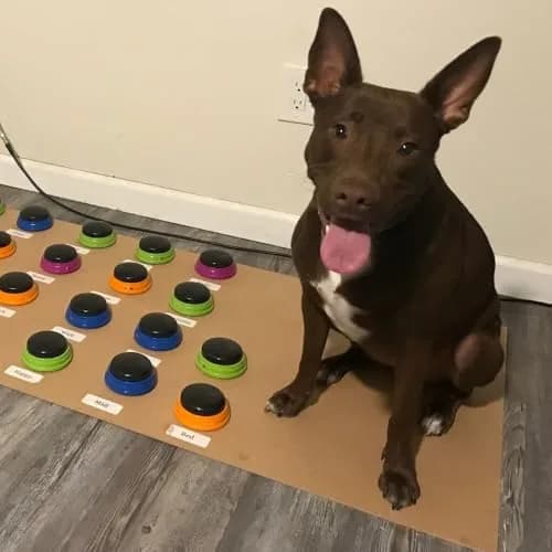 Hunger for Words Talking Pet Starter Set - Dog Buttons for Communication, 4 Recordable Buttons | Developed by Speech Therapist Christina Hunger thumbnail 5