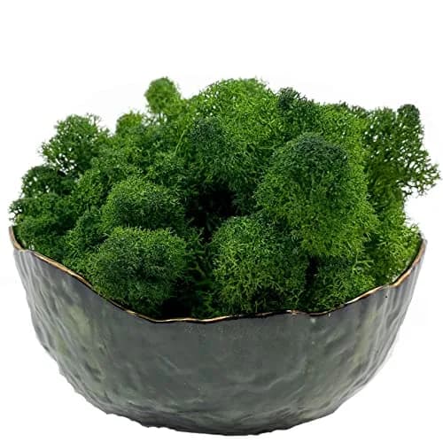 Gusaloo Preserved Moss for Potted Plants 3.5oz | Long-Lasting Green Moss for Craft & Decor thumbnail 1