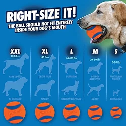 Chuckit! Ultra Ball Dog Toy 8-Pack with Bucket - Medium (6.4 cm) | Durable Rubber Fetch Balls for Dogs 20-60 lbs thumbnail 5