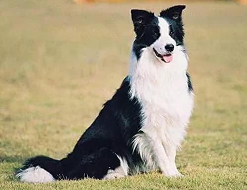 ZHONGXIN MADE Border Collie Realistic Plush Toy 25.4cm (10 inches) | ASTM-Tested Toy Figure thumbnail 2