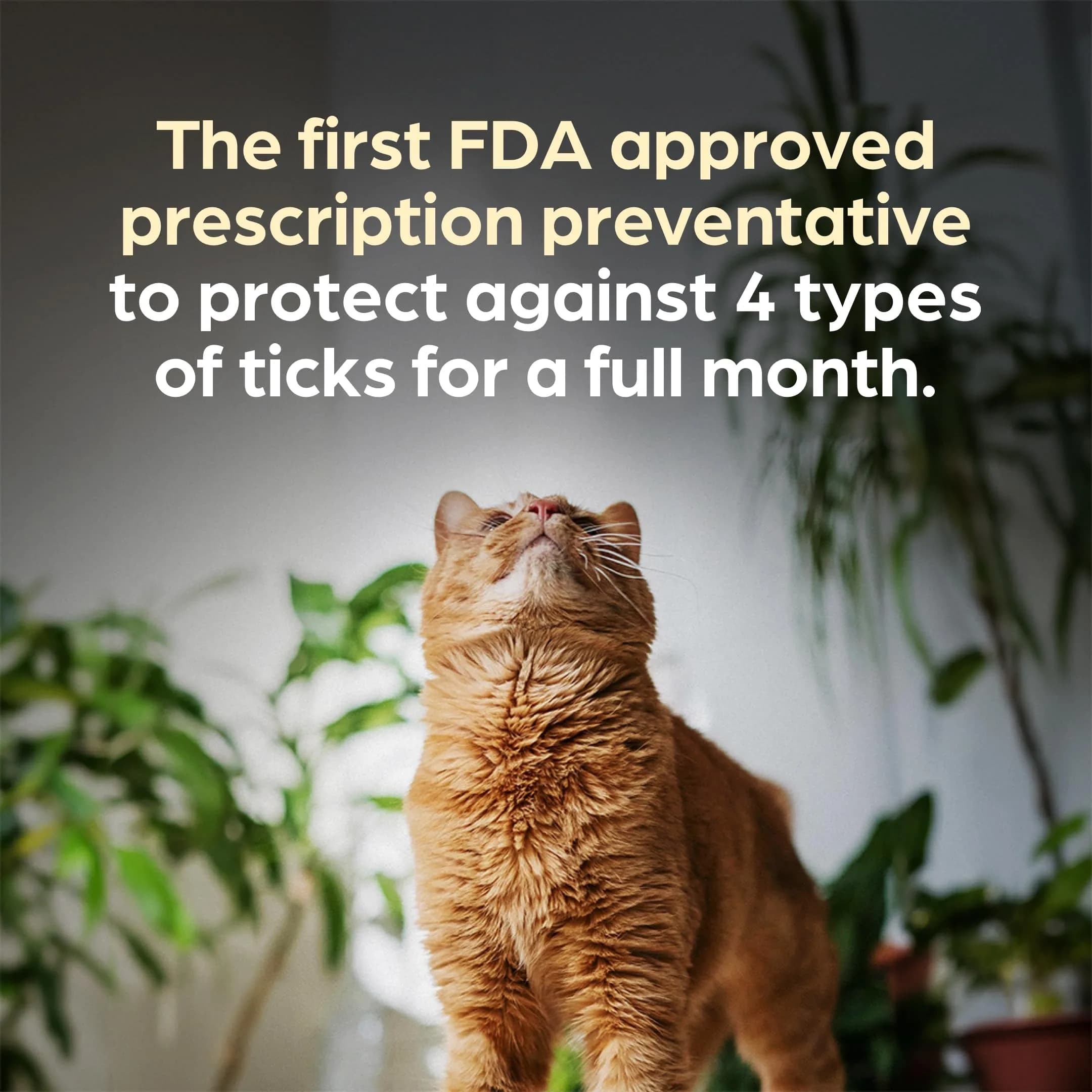 Revolution Plus Topical Solution for Cats 11.1-22 lbs | 7-in-One Parasite Protection thumbnail 5