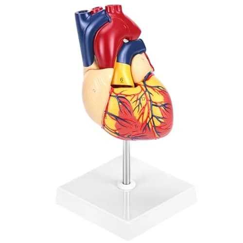 QWORK Life Size Human Heart Model, Anatomically Accurate 2-Part Model with Detachable Wall thumbnail 1