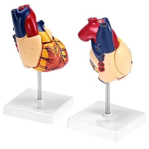 QWORK Life Size Human Heart Model, Anatomically Accurate 2-Part Model with Detachable Wall thumbnail 5