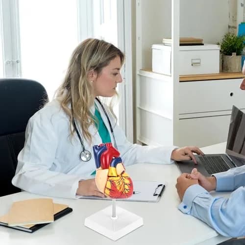 QWORK Life Size Human Heart Model, Anatomically Accurate 2-Part Model with Detachable Wall thumbnail 7