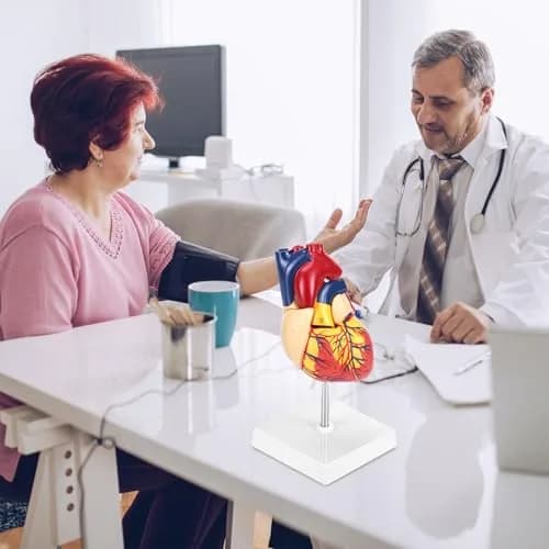 QWORK Life Size Human Heart Model, Anatomically Accurate 2-Part Model with Detachable Wall thumbnail 8