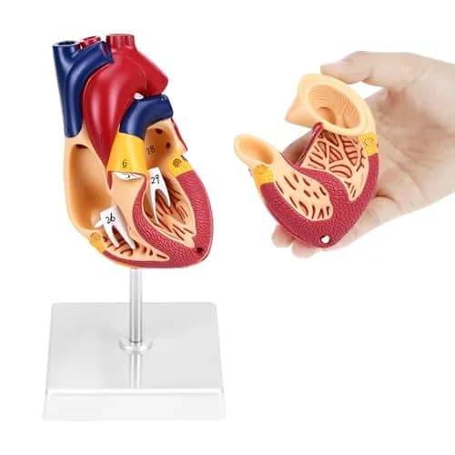 QWORK Life Size Human Heart Model, Anatomically Accurate 2-Part Model with Detachable Wall thumbnail 2