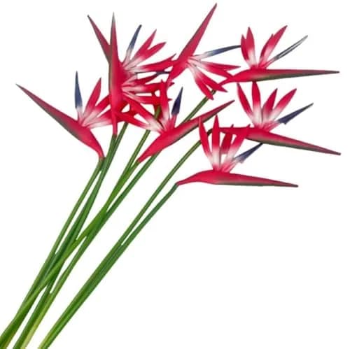 Corkwaw Red Artificial Bird of Paradise Flowers 55cm (21.5 Inch) | Pack of 8 Realistic Tropical Stems thumbnail 6