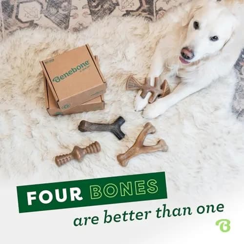 Benebone Small 4-Pack Bacon Flavored Dog Chew Toys for Aggressive Chewers – Under 30 lbs | Durable, Multipack, Super Chewer, Made in USA thumbnail 5