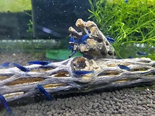 SoShrimp Natural Cholla Wood Aquarium Decoration 4 Inch (5 Pack) | Safe for Shrimp, Hermit Crabs, and Fish thumbnail 4
