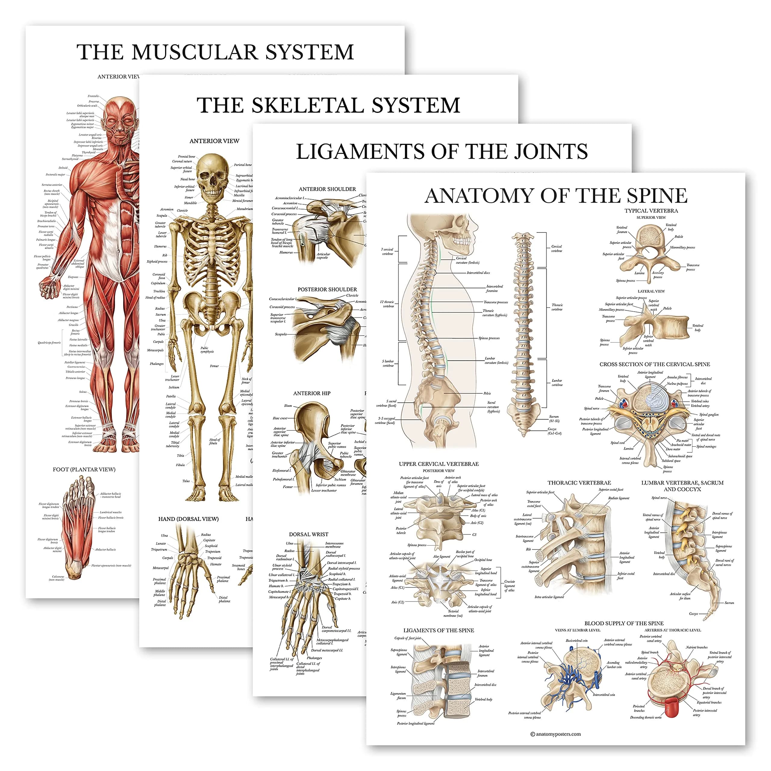 Palace Learning Anatomical Poster Set - Muscular, Skeletal, Ligaments, Spine Charts - Laminated 45x60 cm (18" x 24") | Educational Wall Art for Classrooms
