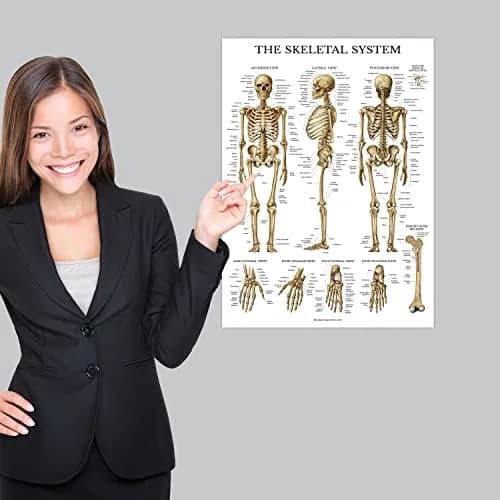 Palace Learning Anatomical Poster Set - Muscular, Skeletal, Ligaments, Spine Charts - Laminated 45x60 cm (18" x 24") | Educational Wall Art for Classrooms thumbnail 5