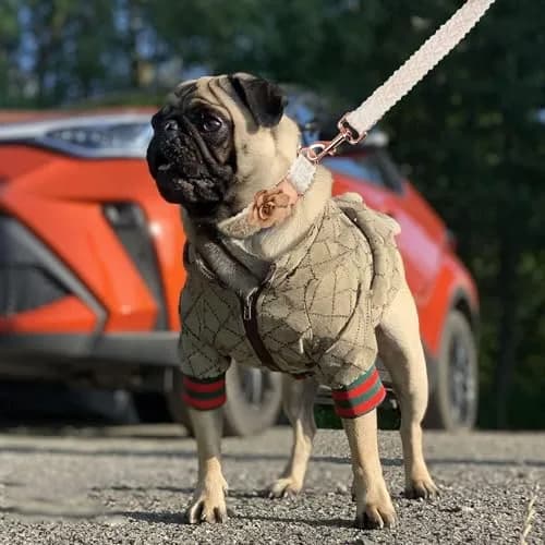 HQREA Dog Hoodie Luxury Winter Small Dog Jacket Clothes Classic Designer French Bulldog Teddy Pug Puppy Clothes (L) | Warm, Fashionable & Water-Resistant thumbnail 2