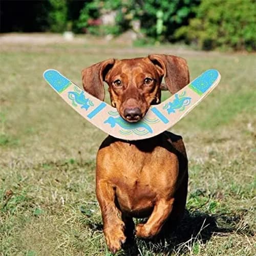 Inborntrait V-Shaped Boomerang 2 Pack (Blue & Light Brown) | Handmade Wooden Outdoor Toy for Ages 10+ thumbnail 4