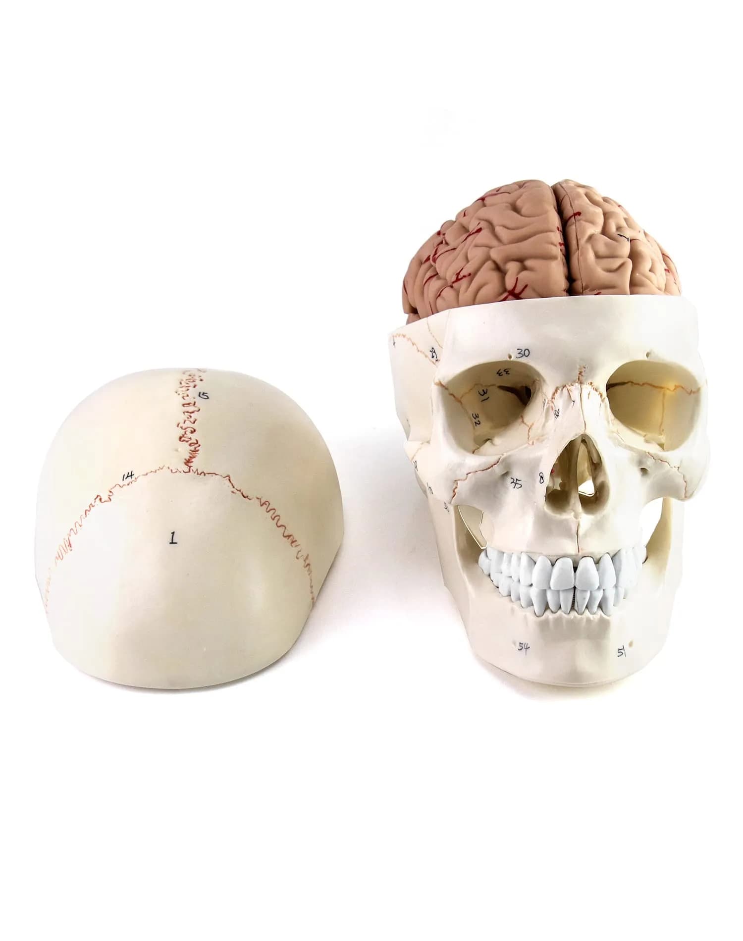 QWORK Human Skull and Brain Anatomy Model, 11 Parts, Life Size, Numbered, Anatomically Accurate, PVC (1.58 kg / 3.48 lb) - main product image