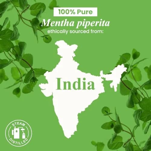Handcraft Blends Peppermint Essential Oil 10ml (0.33 Fl Oz) | Pure & Natural for Aromatherapy thumbnail 3