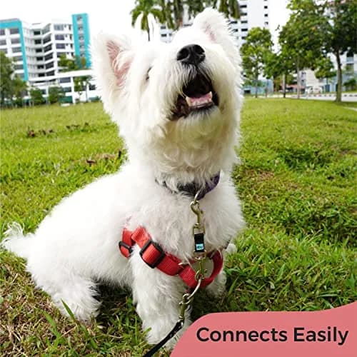 Gentle Creatures Collar Companion Mini Dog Safety Backup Clip 12cm (4.7in) | Prevents Escapes for Small Dogs thumbnail 4