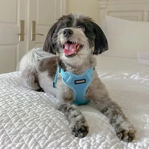 Best Pet Supplies Voyager Step-In Mesh Dog Harness & Leash Set, XL (Baby Blue) | No-Pull, Breathable, Reflective thumbnail 7