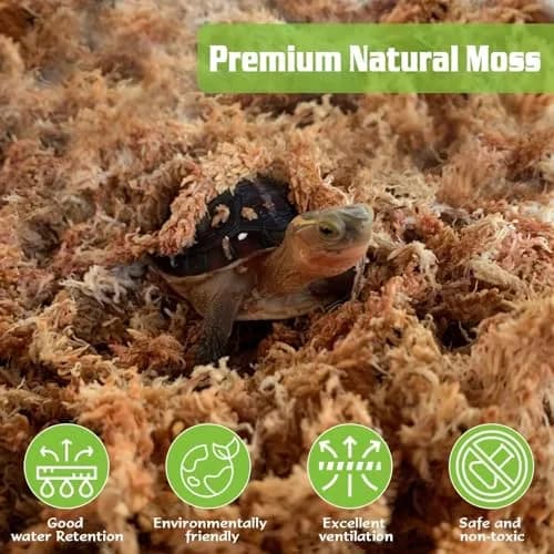 ZeeDix Natural Sphagnum Moss 6 oz (170g) | Long Fiber for Indoor Plants, Terrariums & Reptiles thumbnail 3
