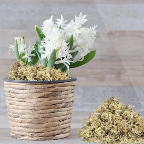 ZeeDix Natural Sphagnum Moss 8 oz (226g) | Expands to 12 qt for Indoor Plants & Reptiles thumbnail 7