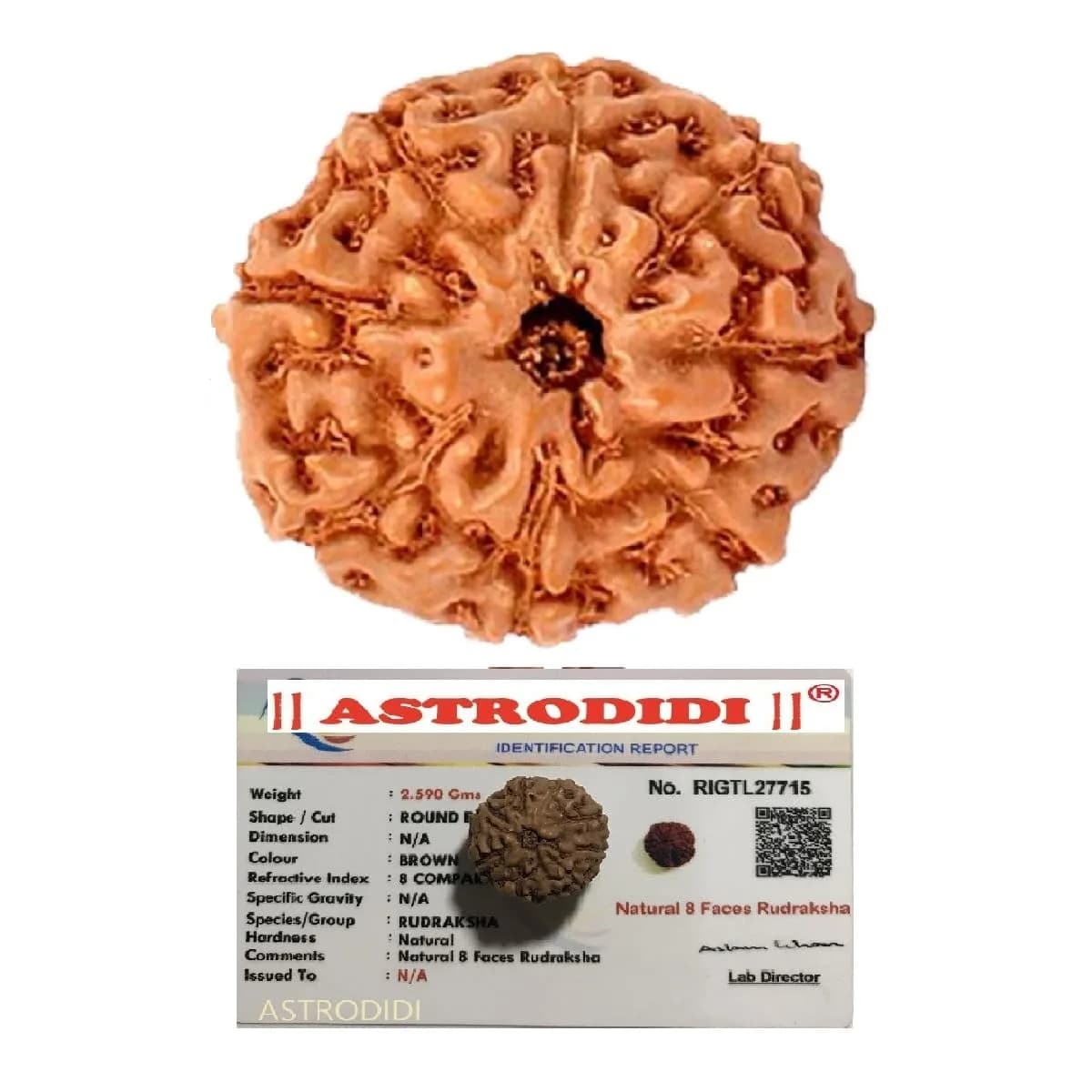ASTRODIDI 8 Mukhi Java Rudraksha Small Size Lab Certified | Round Brown Rudraksha for Men — Brown