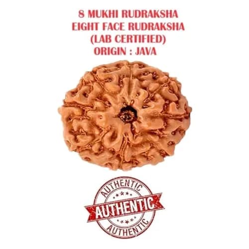 ASTRODIDI 8 Mukhi Java Rudraksha Small Size Lab Certified | Round Brown Rudraksha for Men thumbnail 2