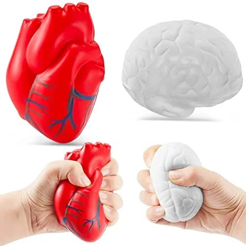 Hungdao Anatomy Heart Brain Stress Toy Set, Foam Squeeze Balls 10.9cm (4.33in) | Educational Anxiety Relief Toy thumbnail 1