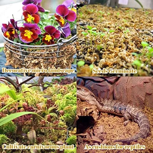 Legigo 2.2LB Sphagnum Moss for Plants | Natural Long Fibers Orchid Moss, 40QT thumbnail 5