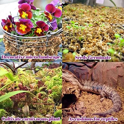 Legigo 5.3oz Sphagnum Moss for Plants | Natural Long Fibers Orchid Moss thumbnail 5