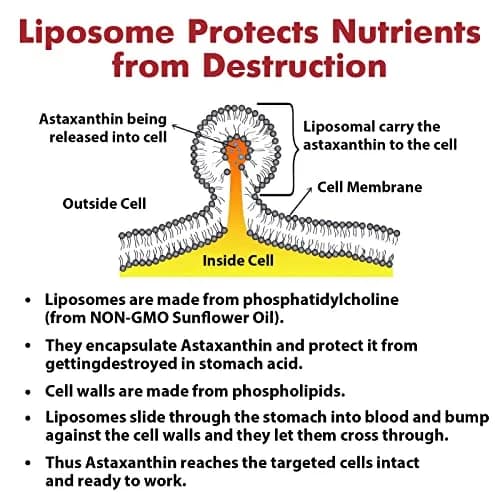 Osasuna Liposomal Astaxanthin Supplement 24MG | Maximum Absorption, Antioxidant Power, Non-GMO & Gluten Free thumbnail 5