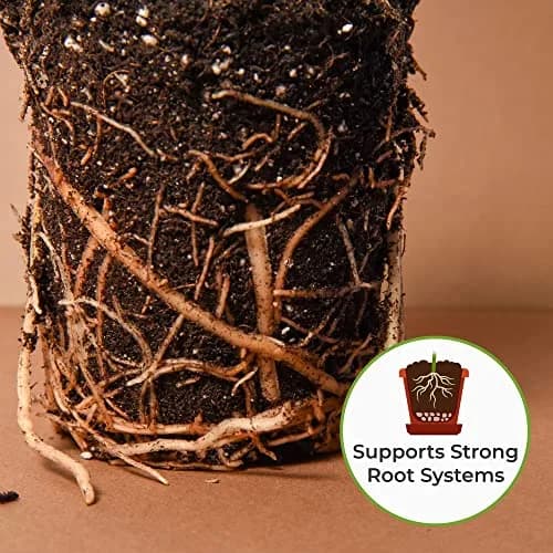 Perfect Plants Snake Plant Soil, 8 qt | Fast Drainage & All-Natural Materials thumbnail 5