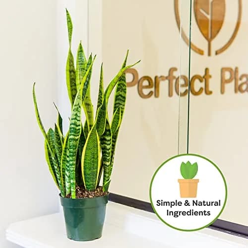Perfect Plants Snake Plant Soil, 8 qt | Fast Drainage & All-Natural Materials thumbnail 7
