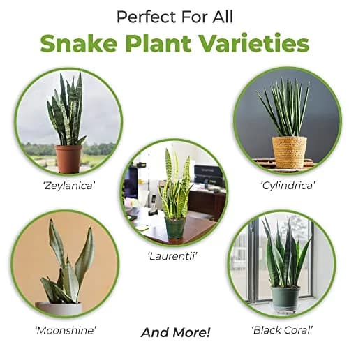 Perfect Plants Snake Plant Soil, 8 qt | Fast Drainage & All-Natural Materials thumbnail 3