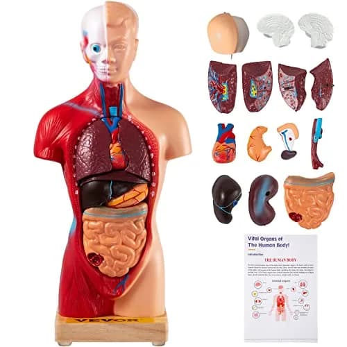 VEVOR Human Torso Anatomy Model, 15 Parts, 11 Inch | Detachable Organs for Education & Research thumbnail 1