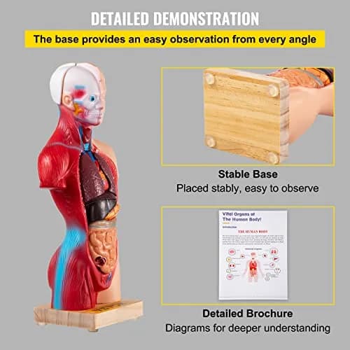 VEVOR Human Torso Anatomy Model, 15 Parts, 11 Inch | Detachable Organs for Education & Research thumbnail 7
