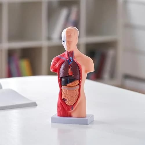 VEVOR Human Torso Anatomy Model, 15 Parts, 11 Inch | Detachable Organs for Education & Research thumbnail 2