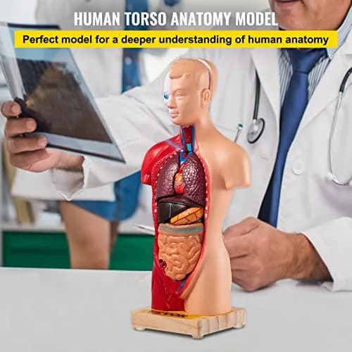 VEVOR Human Torso Anatomy Model, 15 Parts, 11 Inch | Detachable Organs for Education & Research thumbnail 3