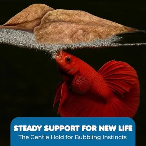 SunGrow Indian Almond Leaves for Aquarium, 100 pcs, 2” Water Conditioner Leaves, Betta Fish & Shrimp Habitat (110c) thumbnail 4