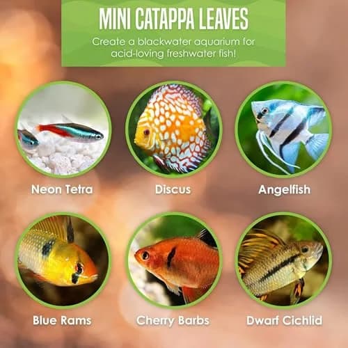 SunGrow Indian Almond Leaves for Aquarium, 100 pcs, 2” Water Conditioner Leaves, Betta Fish & Shrimp Habitat (110c) thumbnail 9