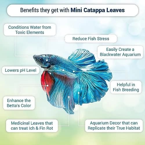 SunGrow Indian Almond Leaves for Aquarium, 100 pcs, 2” Water Conditioner Leaves, Betta Fish & Shrimp Habitat (110c) thumbnail 2