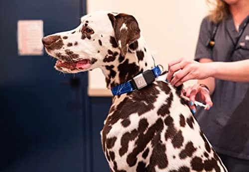 Fi Nano Dog Microchip Universally Scannable | Free Registration & ICAR Registered thumbnail 4