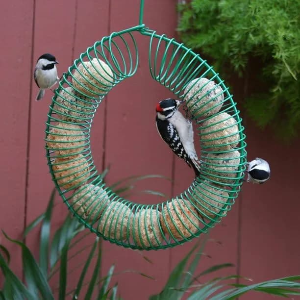 Pacific Bird & Supply Co. Smorgasbug Suet Balls, 12 pk | No Melt, High Protein Bird Food thumbnail 2