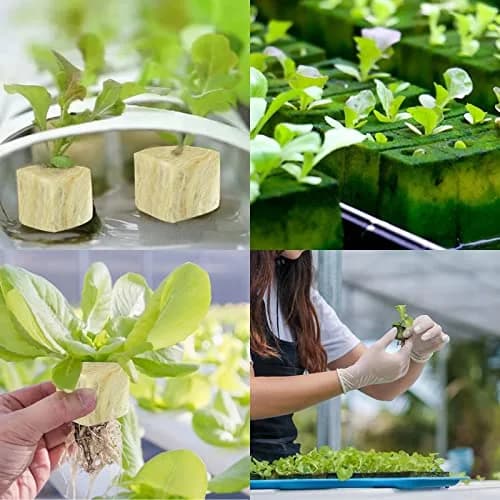 Legigo 2 Inch Rockwool Cubes Seed Starter Plugs 96 Plugs | Hydroponic Growing Media for Faster Rooting thumbnail 7