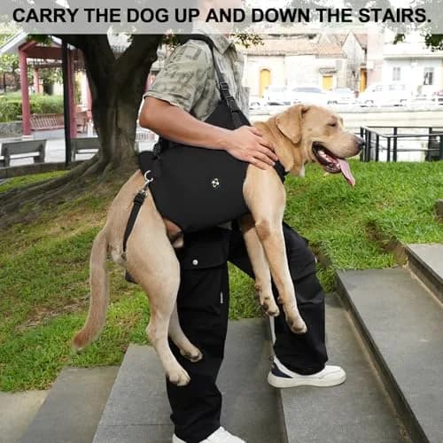 Coodeo Dog Lift Harness Black XS | Professional Support for Old & Disabled Dogs thumbnail 4