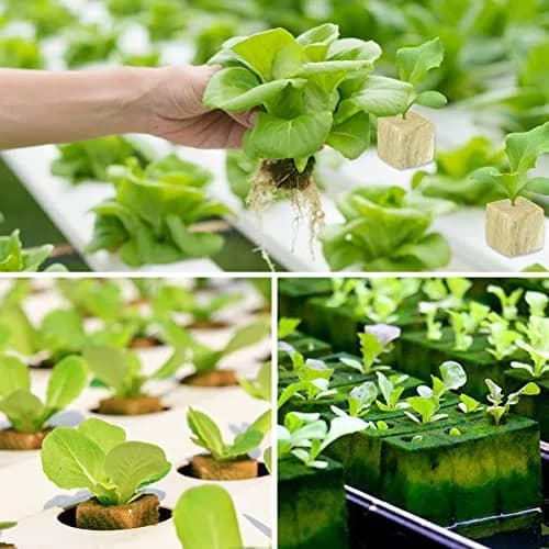 Legigo 200 Rockwool Cubes Seed Starter Plugs 1 Inch | Hydroponics & Soilless Cultivation thumbnail 7