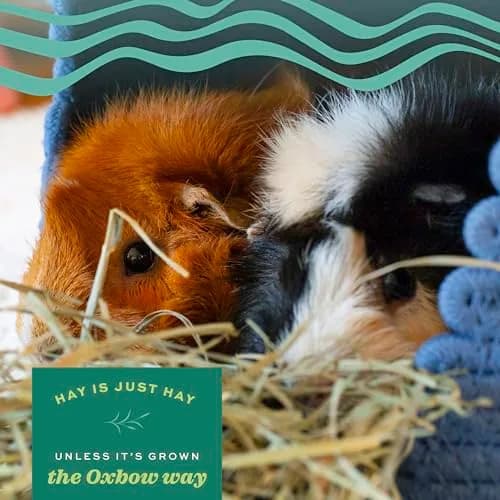 Oxbow Western Timothy Hay 40 lb | High Fiber, USA, Natural for Small Pets thumbnail 2