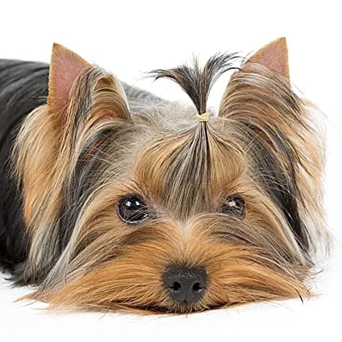 PET SHOW 3000pcs (300g) Black Rubber Bands for Pet Hair Grooming | Strong Hold, 10mm Diameter thumbnail 6