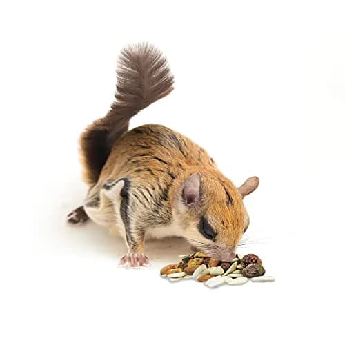 Exotic Nutrition Squirrel Complete 1.81 kg (4 lb) | Natural Pet Food for Squirrels thumbnail 5