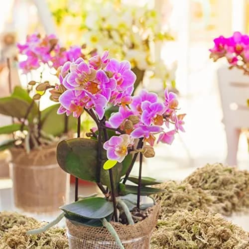 Legigo 14oz Sphagnum Moss for Plants | Natural Long Fibers Orchid Moss, 16QT thumbnail 7